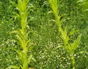 Tipps zur chemische Unkrautbekmpfung in Mais