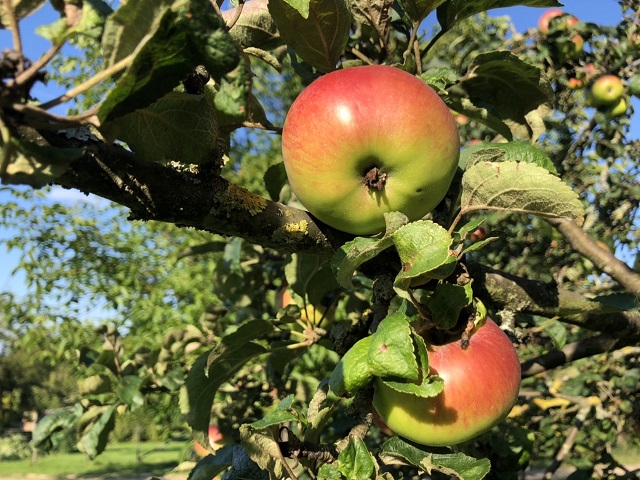Apfelanbau im Hausgarten