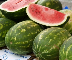Melonenanbau