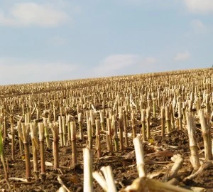Nachhaltige Maisznslerbekmpfung