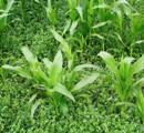 Pflanzenschutz im Mais - Ruhe bewahren