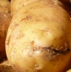 Spte Kartoffelsorte